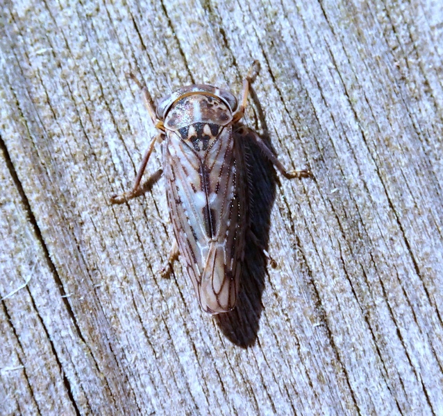Cicadellidae: Idiocerus herrichii